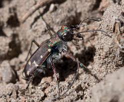 Attēlu rezultāti vaicājumam “Cicindela sylvatica imago”