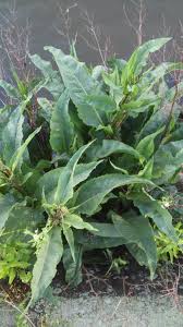 Attēlu rezultāti vaicājumam “Rumex aquaticus leaf”