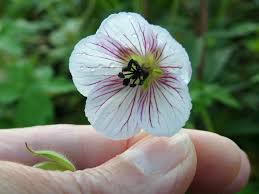 Attēlu rezultāti vaicājumam “Selinum carvifolia flower”