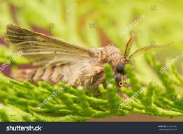 Attēlu rezultāti vaicājumam “Tholera decimalis”