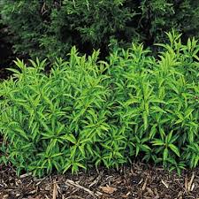 Attēlu rezultāti vaicājumam “Forsythia”