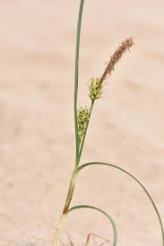 Attēlu rezultāti vaicājumam “Carex lepidocarpa fruit”