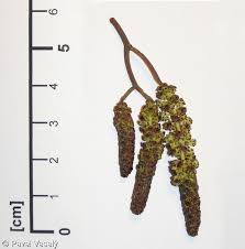 Attēlu rezultāti vaicājumam “Alnus glutinosa flower”