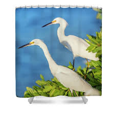 Image result for Egretta thula