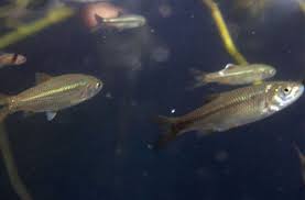 Image result for Squalius vardarensis