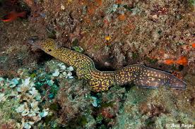 Image result for Muraena helena