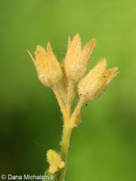 Attēlu rezultāti vaicājumam “Polemonium caeruleum fruit”