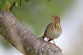 Attēlu rezultāti vaicājumam “Anthus trivialis adult”