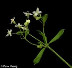 Attēlu rezultāti vaicājumam “Galium album flower”