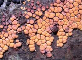 Attēlu rezultāti vaicājumam “Aleurodiscus amorphus”