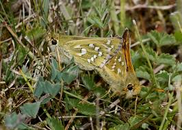 Attēlu rezultāti vaicājumam “Hesperia comma female”
