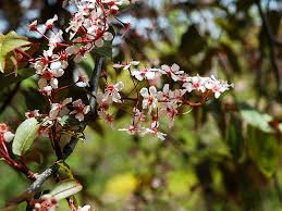 Attēlu rezultāti vaicājumam “Prunus padus var. roseiflora”