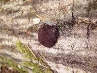 Attēlu rezultāti vaicājumam “Reticularia jurana”