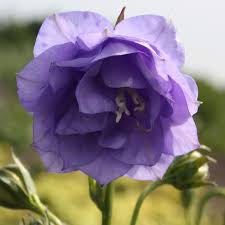 Image result for Campanula persicifolia
