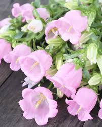 Image result for Marienglockenblumen