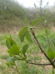 Attēlu rezultāti vaicājumam “Yponomeuta plumbella”