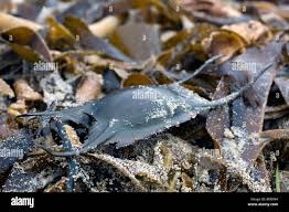 Image result for Raja brachyura