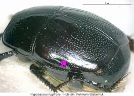 Attēlu rezultāti vaicājumam “Hypocaccus rugiceps”