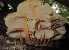 Attēlu rezultāti vaicājumam “Collybia sp.”