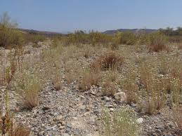 Attēlu rezultāti vaicājumam “Craterium leucocephalum stalked”