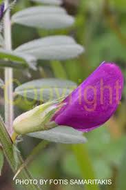 Attēlu rezultāti vaicājumam “Vicia cracca bud”