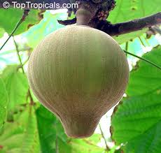 Attēlu rezultāti vaicājumam “Listera cordata fruit”