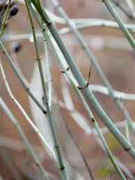 Attēlu rezultāti vaicājumam “Cribraria tenella stalked”