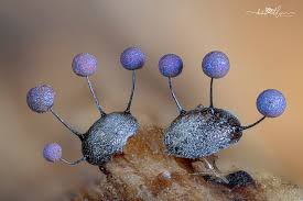 Attēlu rezultāti vaicājumam “Lamproderma debile”