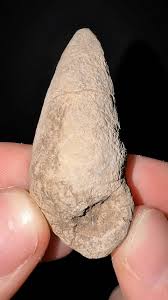 Image result for mountain top seashell