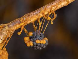 Attēlu rezultāti vaicājumam “Badhamia sp.”