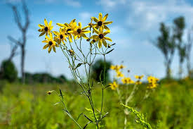 Image result for Coreopsis