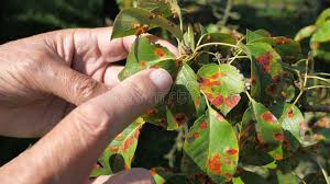 Attēlu rezultāti vaicājumam “Pucciniales”