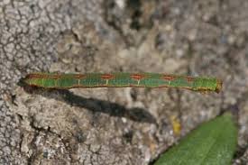 Attēlu rezultāti vaicājumam “Eupithecia exiguata”