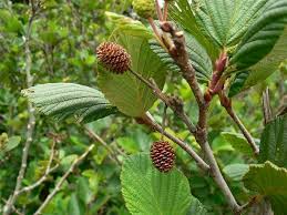 Image result for Alder Cc