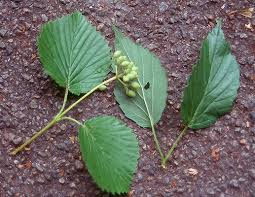 Attēlu rezultāti vaicājumam “Cnidium dubium leaf”