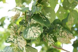 Attēlu rezultāti vaicājumam “Caliroa annulipes”