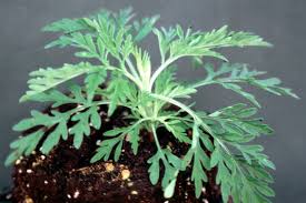 Attēlu rezultāti vaicājumam “Ambrosia artemisiifolia bud”