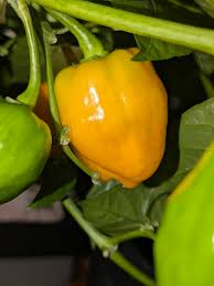 Afbeeldingsresultaat voor yellow fratali hot pepper