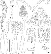 Attēlu rezultāti vaicājumam “Orthotrichum, Nyholmiella”