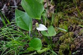 Attēlu rezultāti vaicājumam “Calla palustris flower”