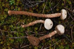 Attēlu rezultāti vaicājumam “Tulostoma fimbriatum”