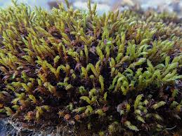 Attēlu rezultāti vaicājumam “Schistidium apocarpum”