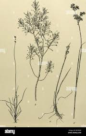 Attēlu rezultāti vaicājumam “Carex loliacea”