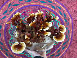 Attēlu rezultāti vaicājumam “Enteridium liceoides sessile”