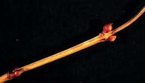 Attēlu rezultāti vaicājumam “Viburnum opulus bud”