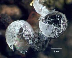 Attēlu rezultāti vaicājumam “Badhamia capsulifera macro”