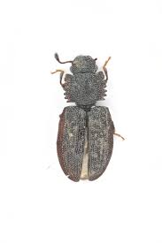 Attēlu rezultāti vaicājumam “Silvanidae”