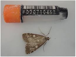 Attēlu rezultāti vaicājumam “Udea olivalis”