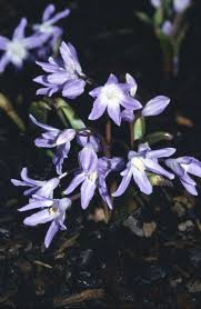 Attēlu rezultāti vaicājumam “Scilla luciliae”