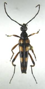 Attēlu rezultāti vaicājumam “Strangalia attenuata”